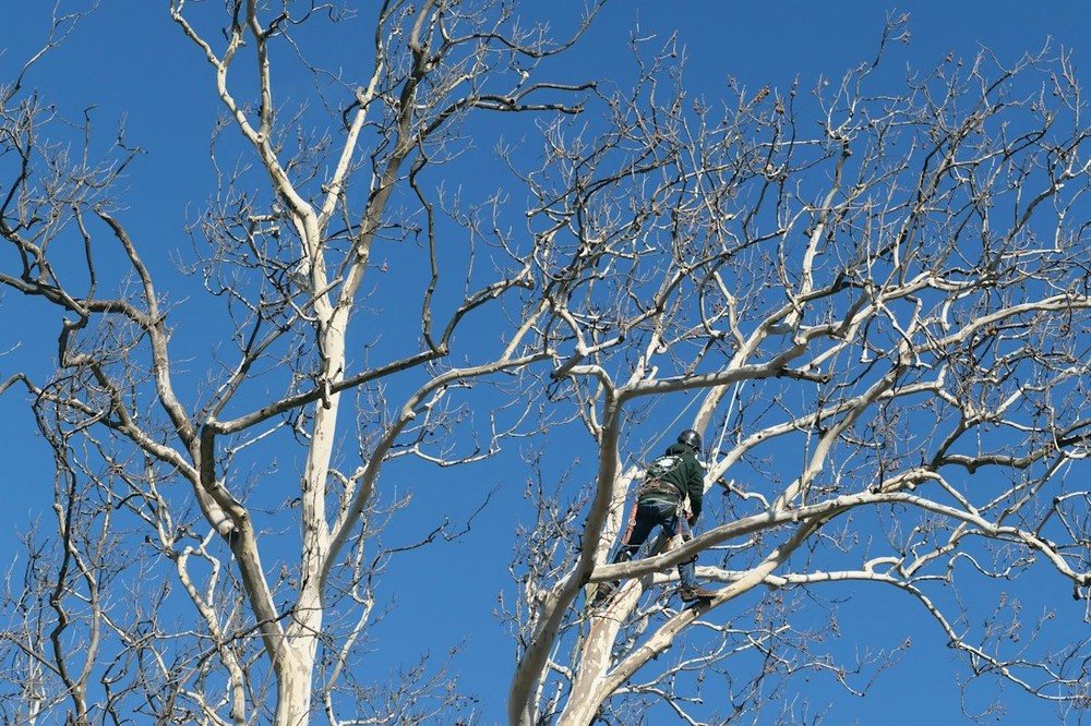 A climber roped high in a dormant sycamore for winter pruning