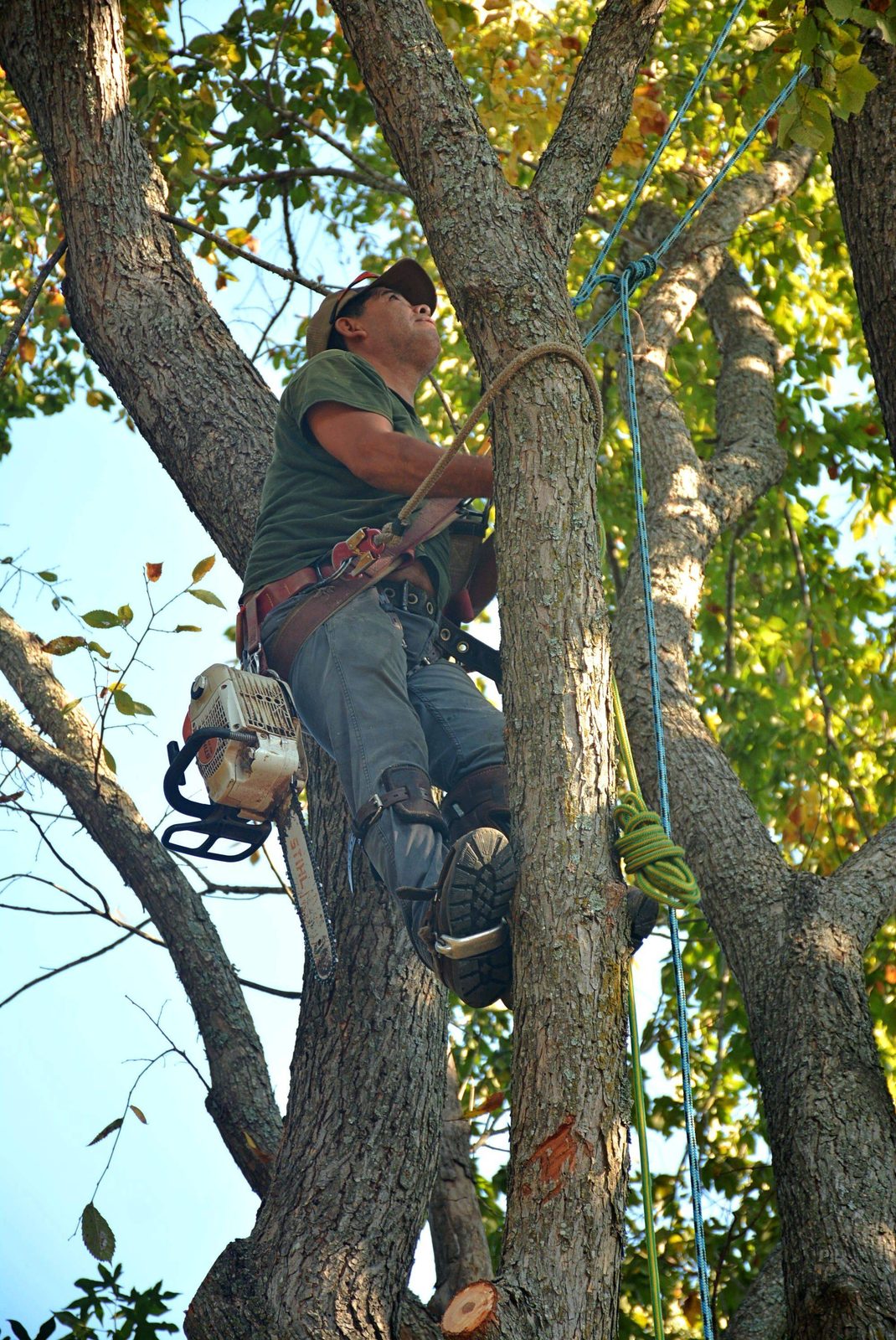 A Tree Removal Douglasville crew member climbing high into a tree to begin a removal