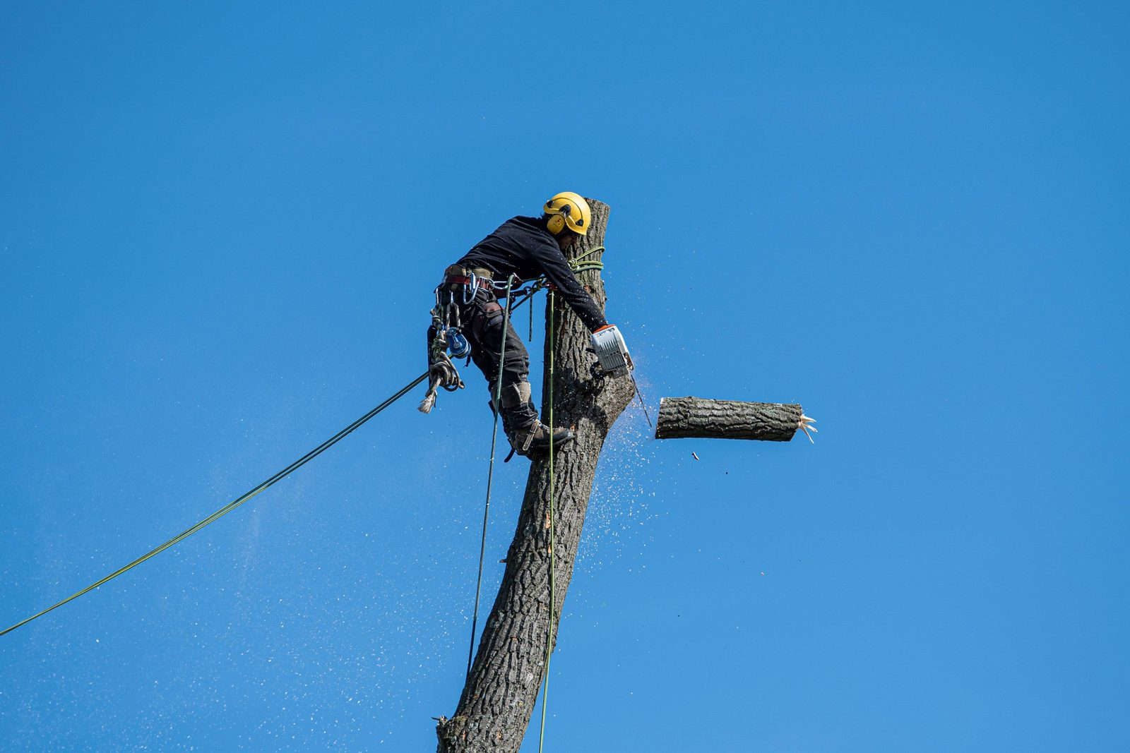 Our crew carefully lowering a large limb during a tree removal