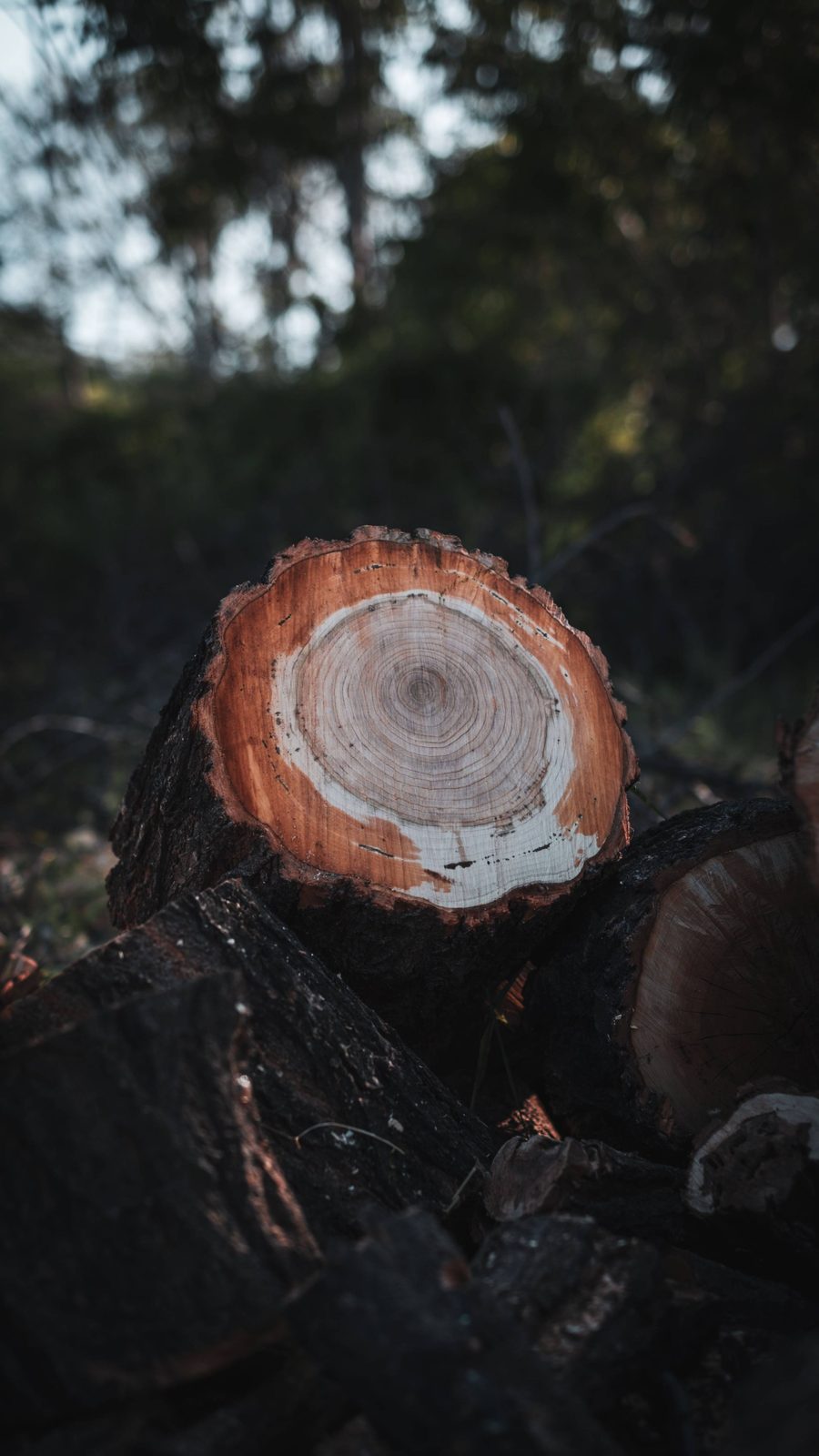A large section of trunk after a completed cut, ready for haul-away