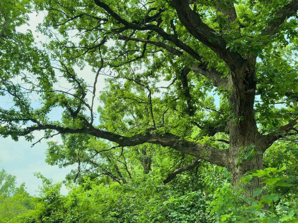 The open, well-spaced canopy of a mature oak in full leaf