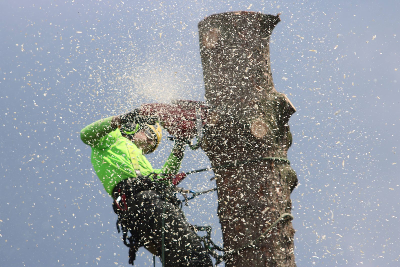 Close-up of a chainsaw cutting through a trunk during a tree removal