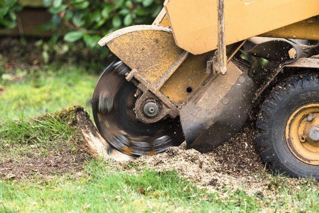 Close-up of a stump grinder wheel cutting through a stump, grinding it down below grade