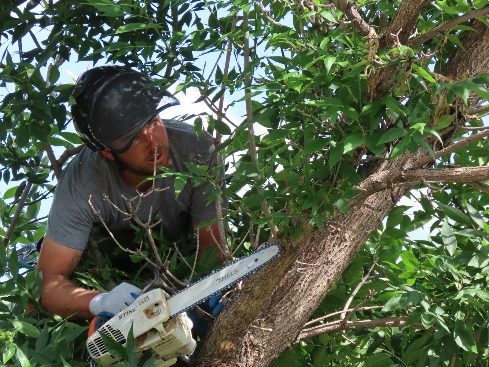 A worker in a helmet cutting a limb with a small chainsaw from inside a leafy canopy